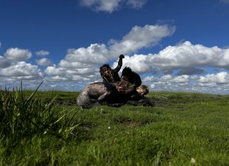 Programma nieuw landschapsfestival Tussen Wènst en Wereld compleet